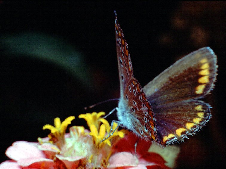 farfalla.jpg